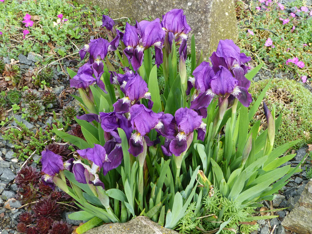 Iris pumila 'violet' photo